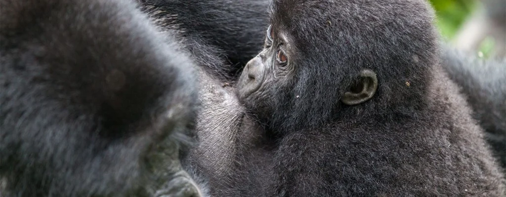 May Gorilla Safari