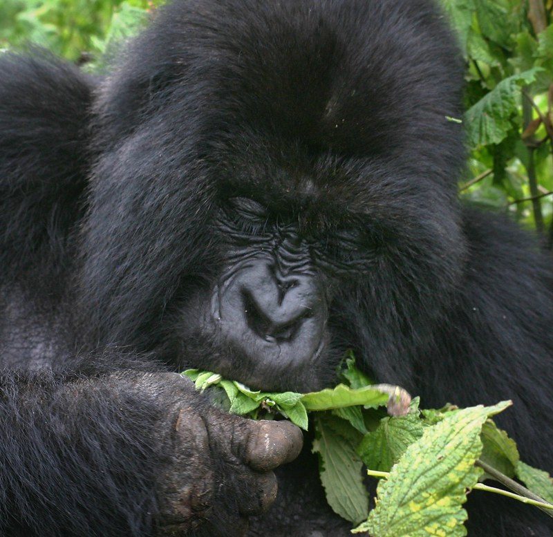 Mgahinga Gorilla National Park Mgahinga Gorilla National Park