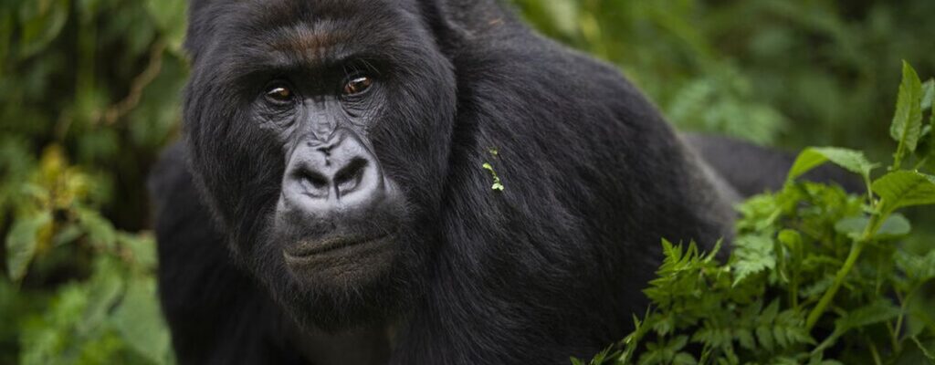 Nkuringo Gorilla Family Bwindi