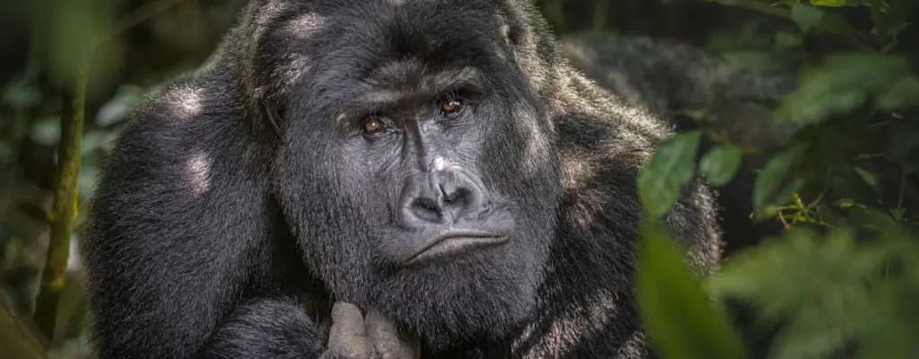 Nyiragongo Volcano and Virunga gorilla trekking