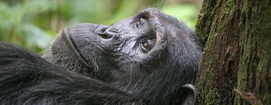 Nyungwe Forest Chimpanzee Trekking3
