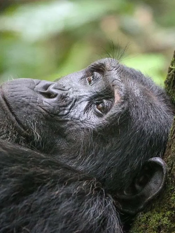 Nyungwe Forest Chimpanzee Trekking3 600x800