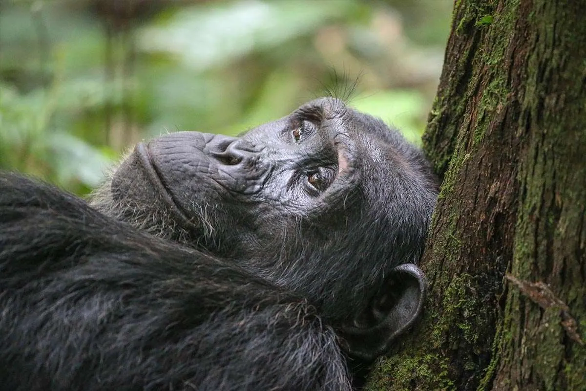 Nyungwe Forest Chimpanzee Trekking3