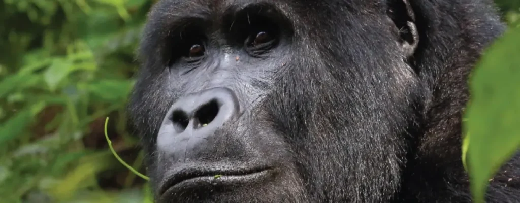 Oruzogo-family-silverback