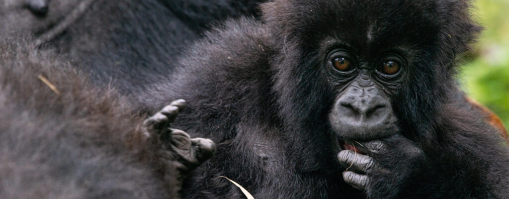 Pablo Gorilla Family Rwanda