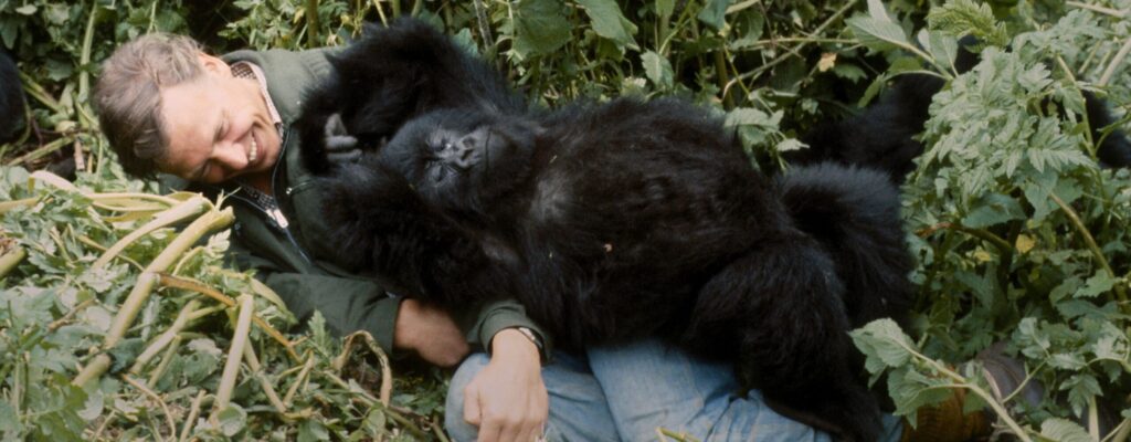 Pablo Gorilla Family Rwanda2