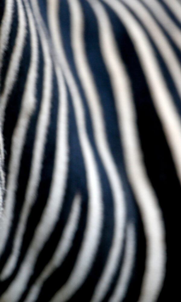 Photographing Stripes