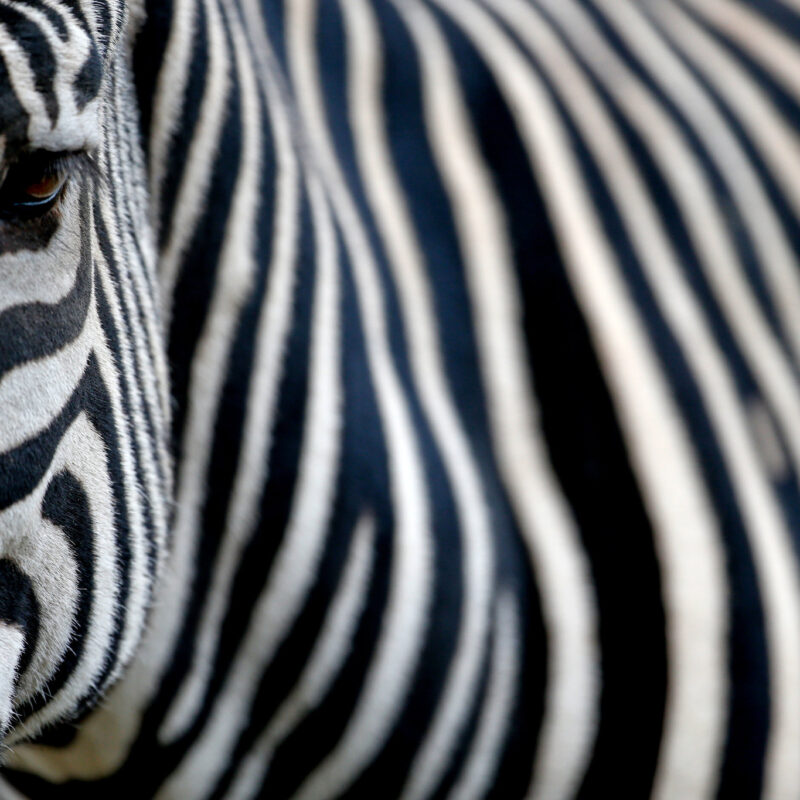 Photographing Stripes Photographing Stripes