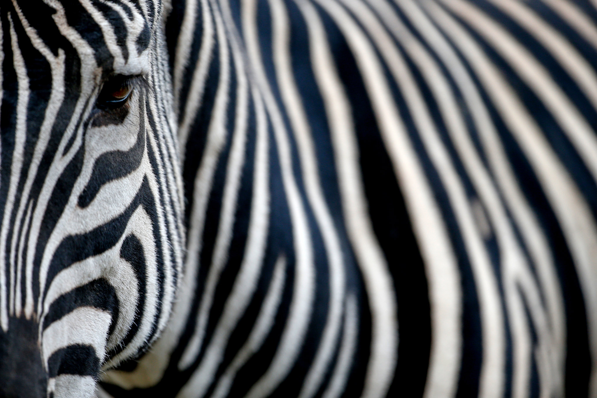 Photographing Stripes