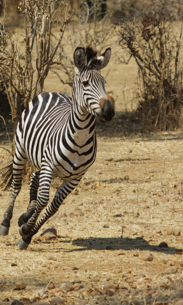 Wild plains zebra, Africa