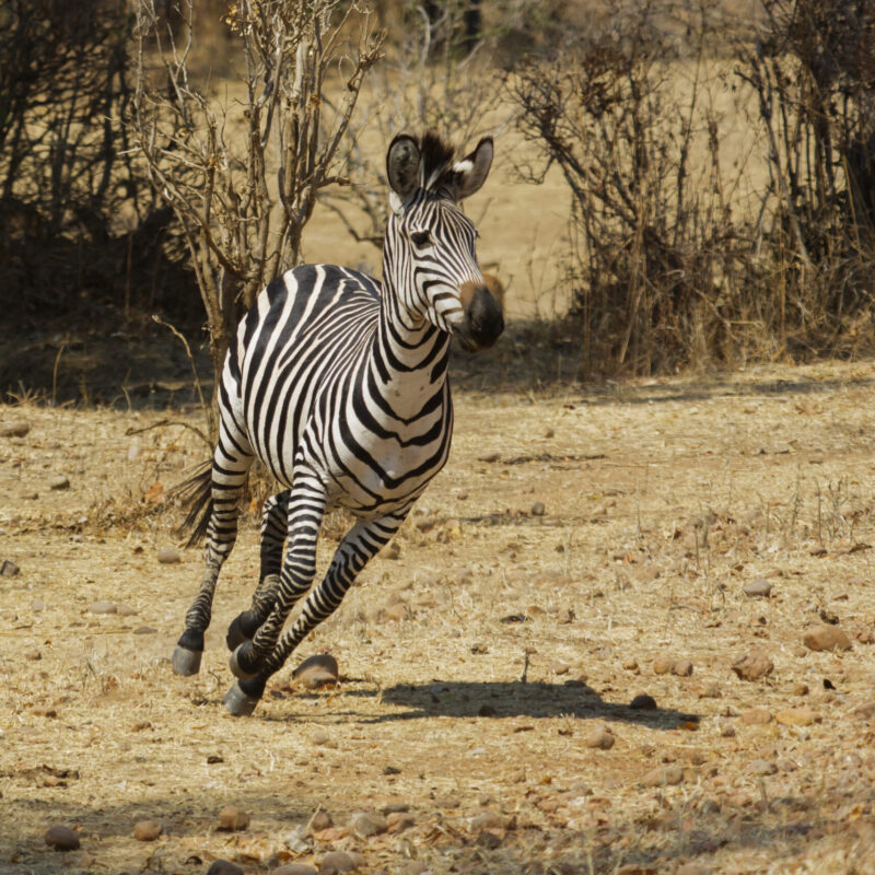 Wild plains zebra, Africa Wild plains zebra, Africa