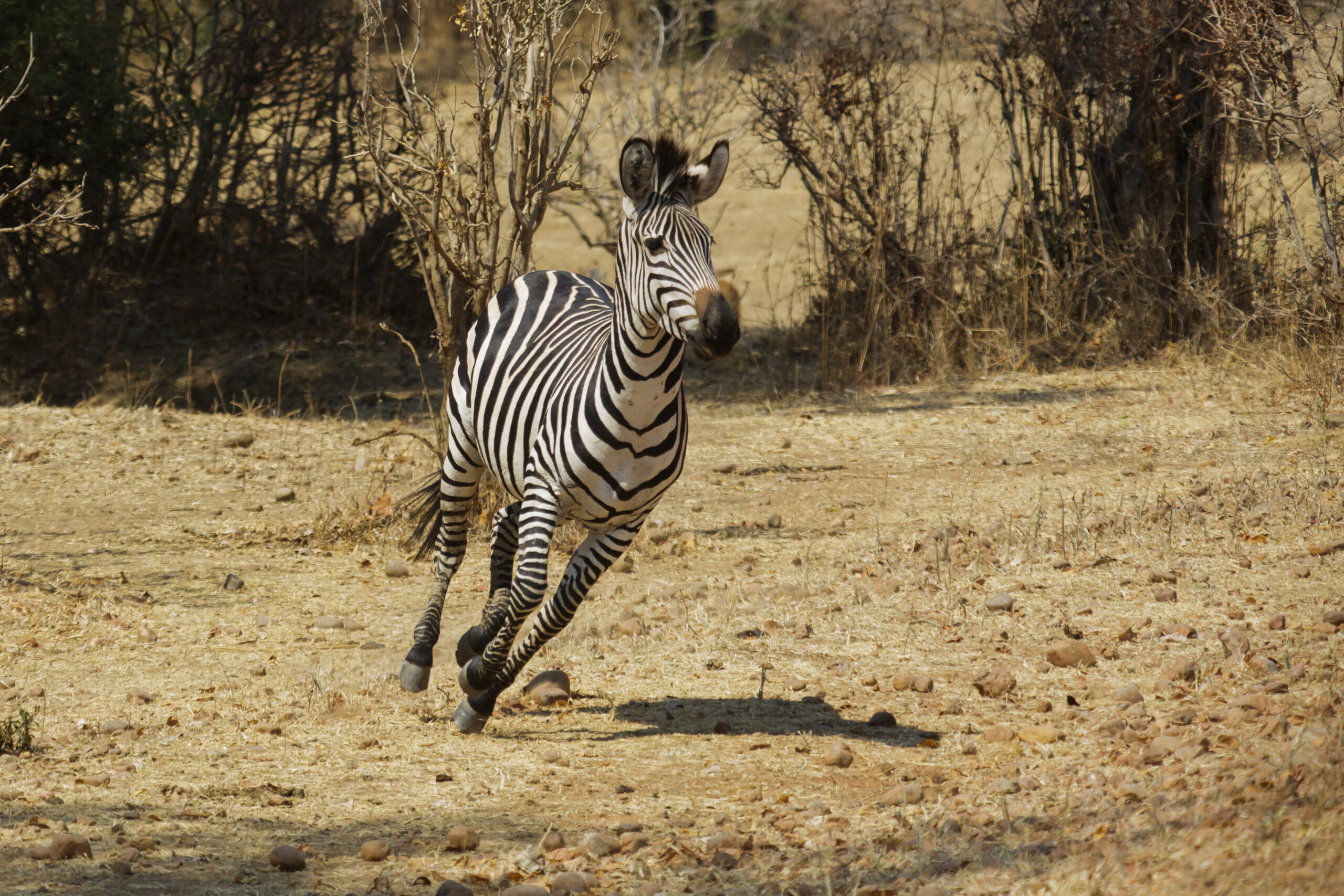 Wild plains zebra, Africa