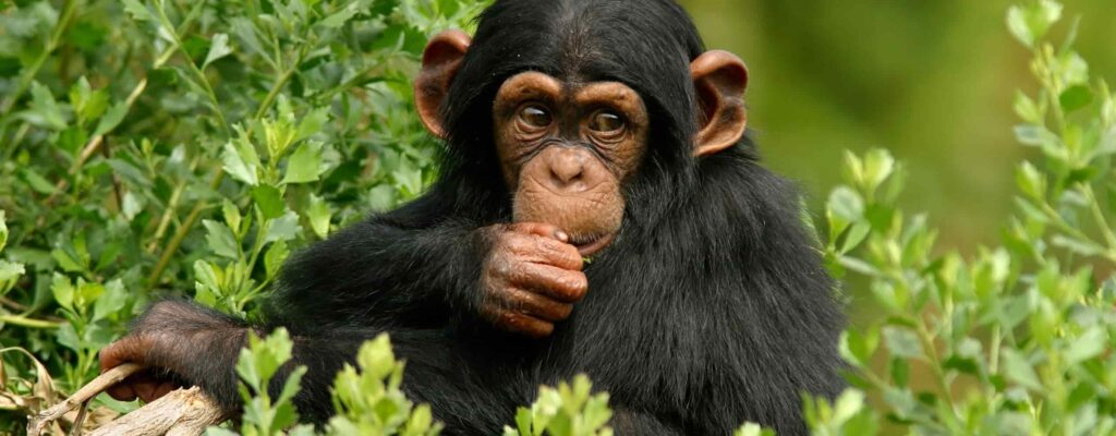 Primates of Kibale National Park,