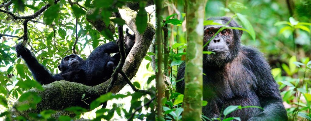 Primates of Kibale National Park,2