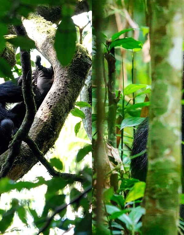 Uganda's Primate Checklist: How Many Species Can You See in One Trip?