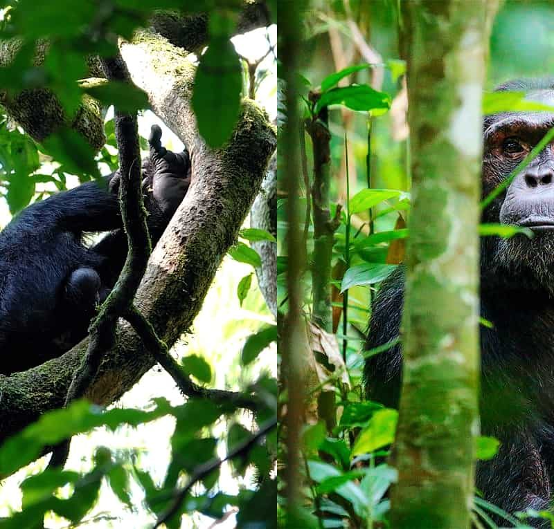Primates of Kibale National Park,2 Uganda's Primate Checklist: How Many Species Can You See in One Trip?