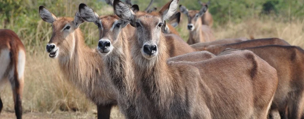 Queen Elizabeth National Park333