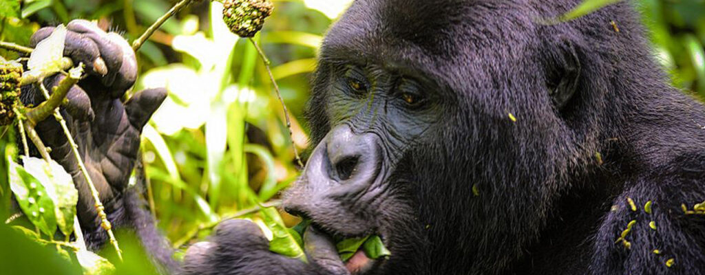 Rwanda Gorilla Day Trip from Kigali2 Rwanda Gorilla Day Trip from Kigali2