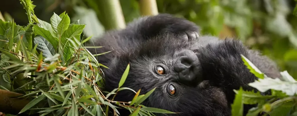 Rwanda vs Uganda Gorilla Permit Price Rwanda vs Uganda Gorilla Permit Price