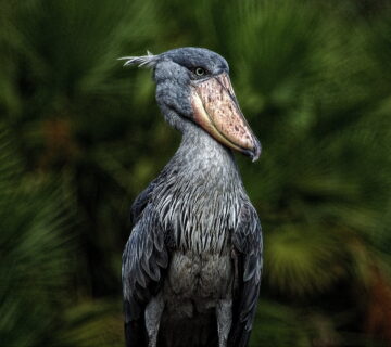 SHOEBILL STORK3 360x320