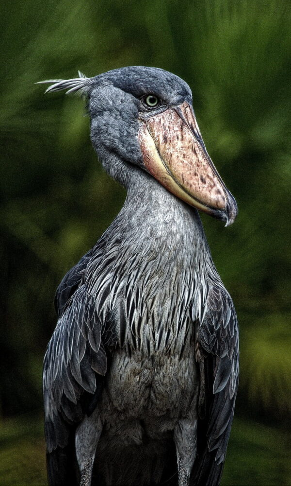 SHOEBILL STORK3 600x1000
