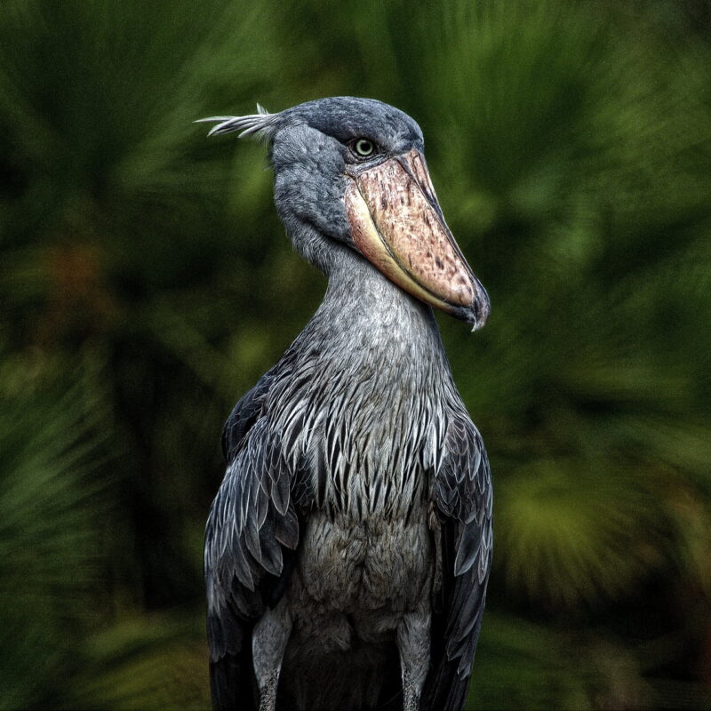 SHOEBILL STORK3 SHOEBILL STORK3
