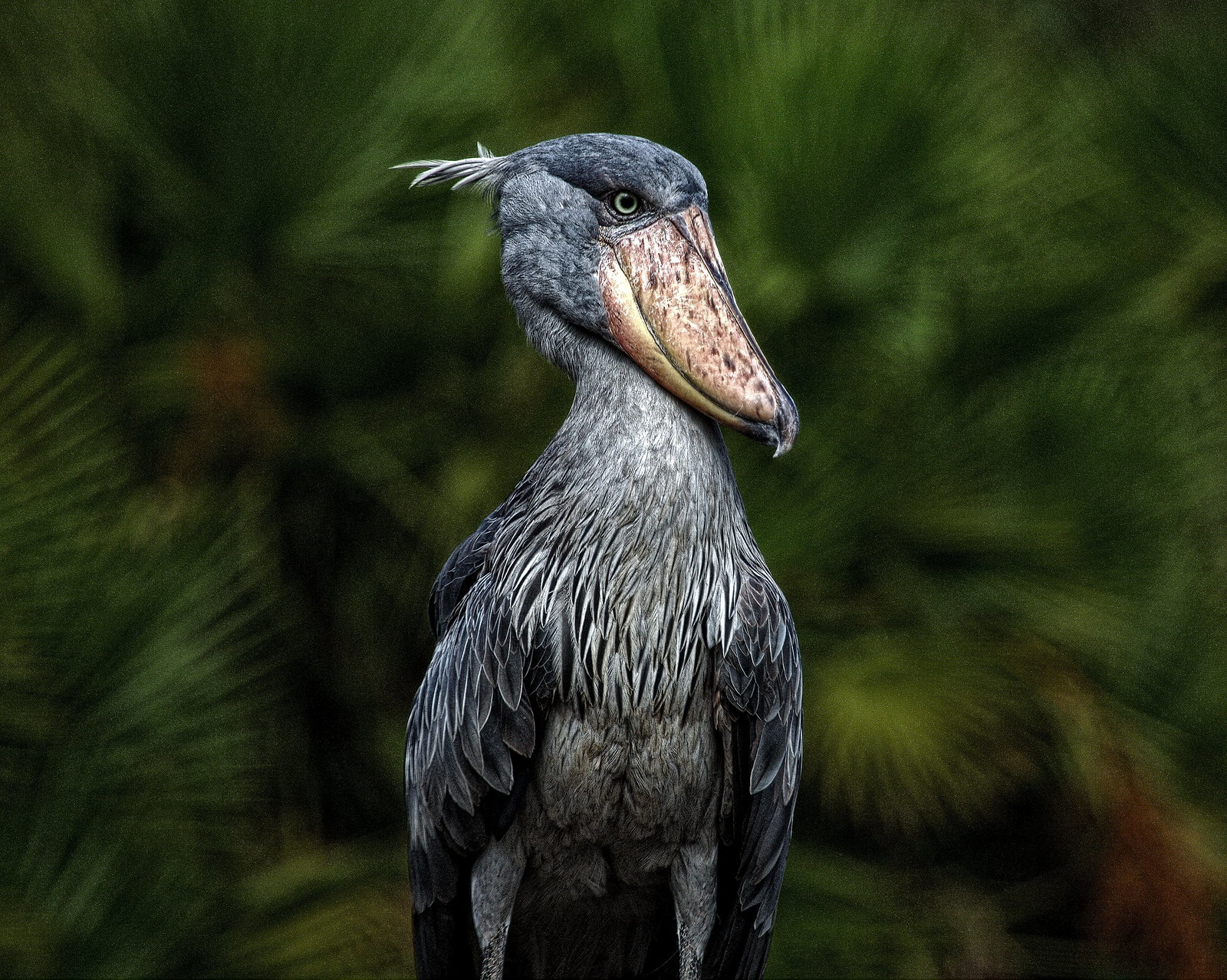 SHOEBILL STORK3