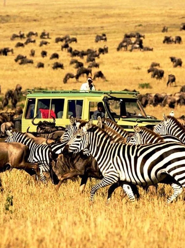 Serengeti's Seronera vs Northern vs Western Corridor: Choosing Your Base