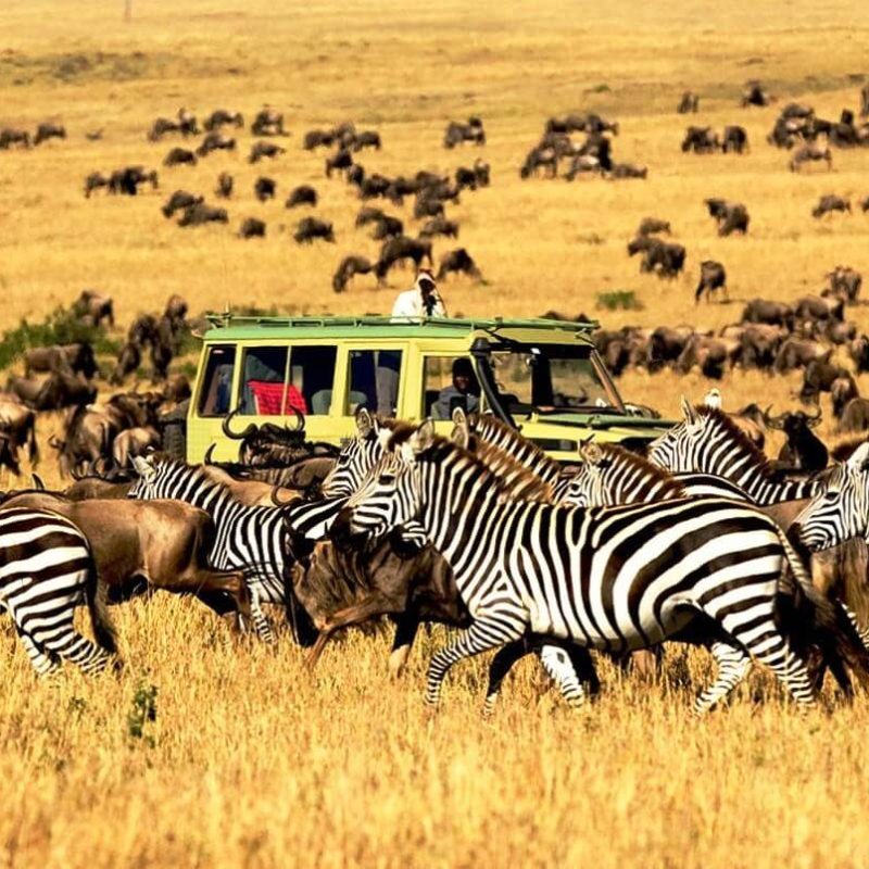 Serengeti Northern Circuit vs Southern Circuit3 Serengeti's Seronera vs Northern vs Western Corridor: Choosing Your Base