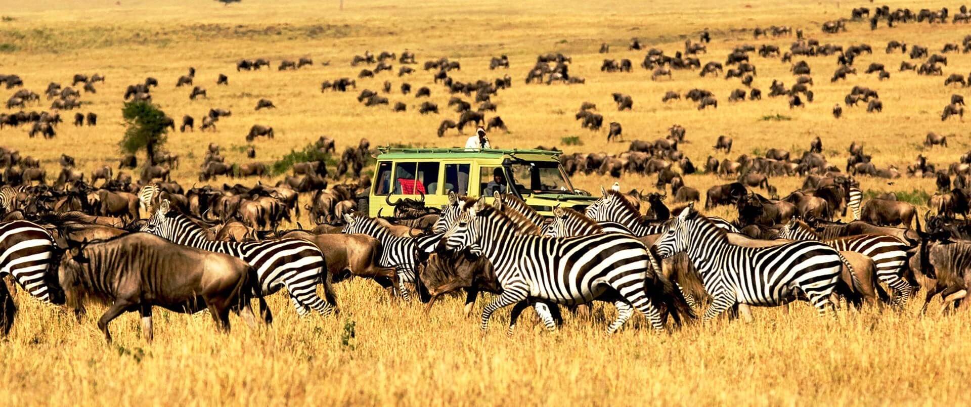 Serengeti's Seronera vs Northern vs Western Corridor: Choosing Your Base