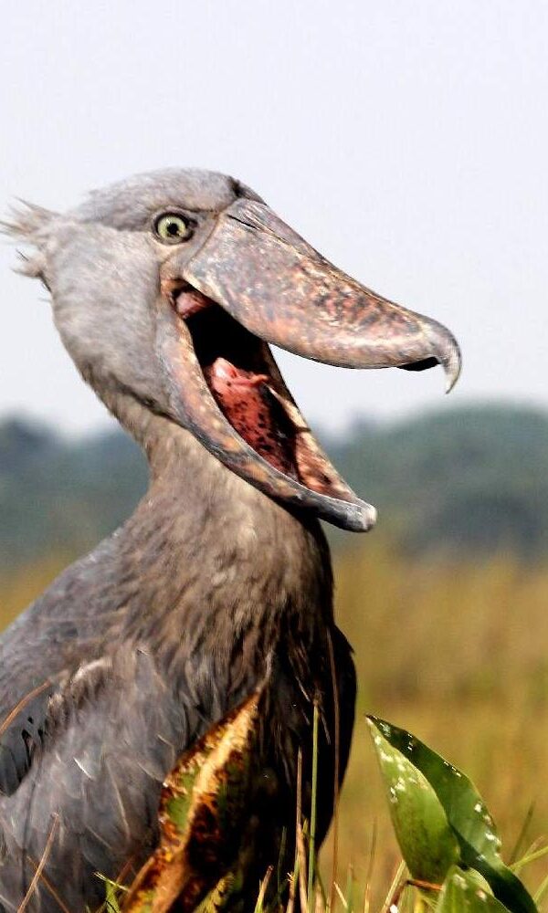Standing a few meters away from a wild shoebill in the wetlands of Uganda is a moment