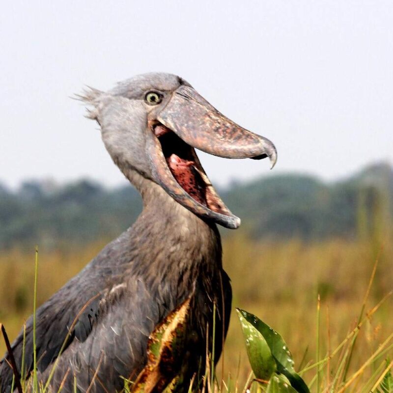 Shoebill Stork Standing a few meters away from a wild shoebill in the wetlands of Uganda is a moment