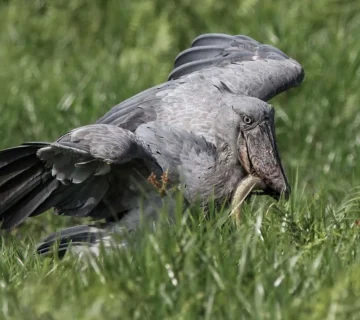 It is a fascinating species with a communication system that combines sound, movement, and behavior