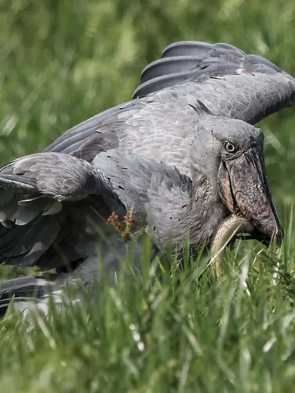 It is a fascinating species with a communication system that combines sound, movement, and behavior