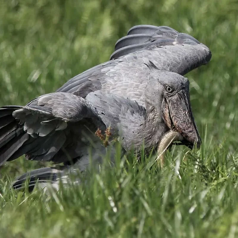 It is a fascinating species with a communication system that combines sound, movement, and behavior It is a fascinating species with a communication system that combines sound, movement, and behavior