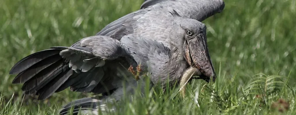 Shoebill Stork23 Shoebill Stork23