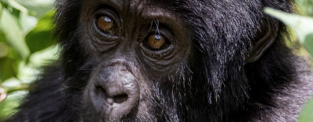 Susa Gorilla Family Rwanda