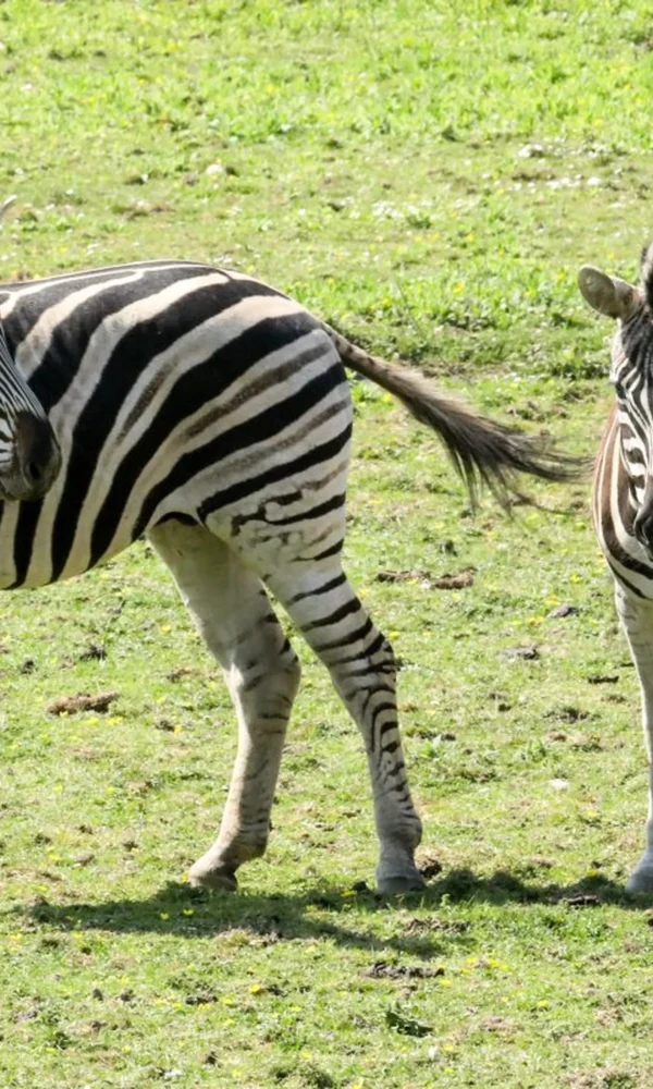 The Zebra 600x1000