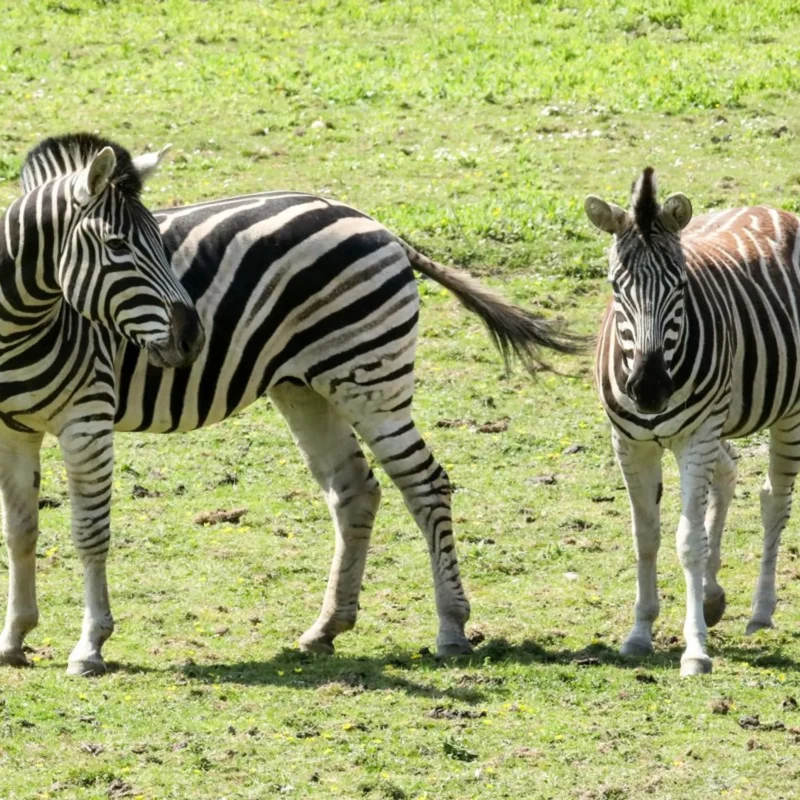 The Zebra The Zebra