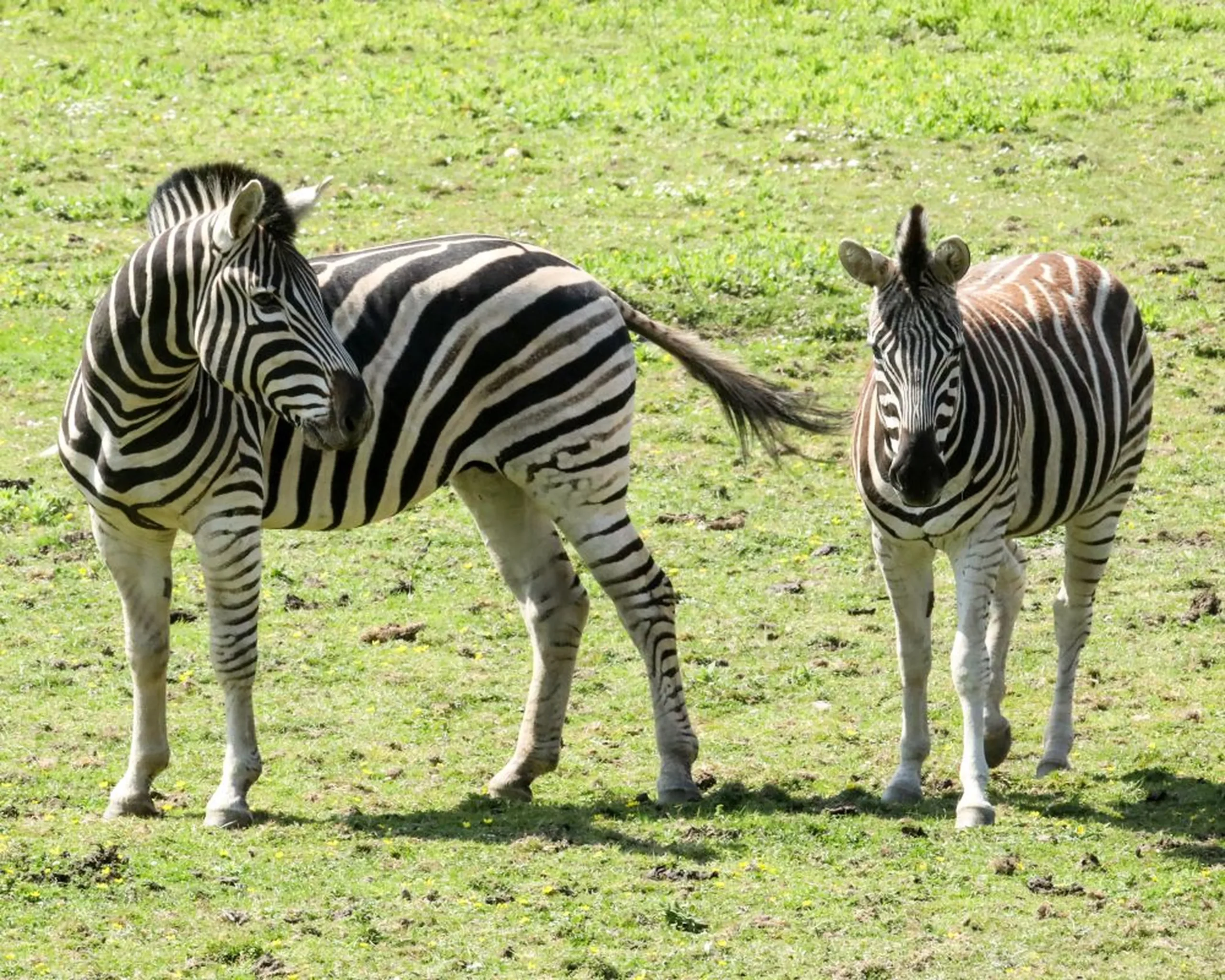The Zebra scaled