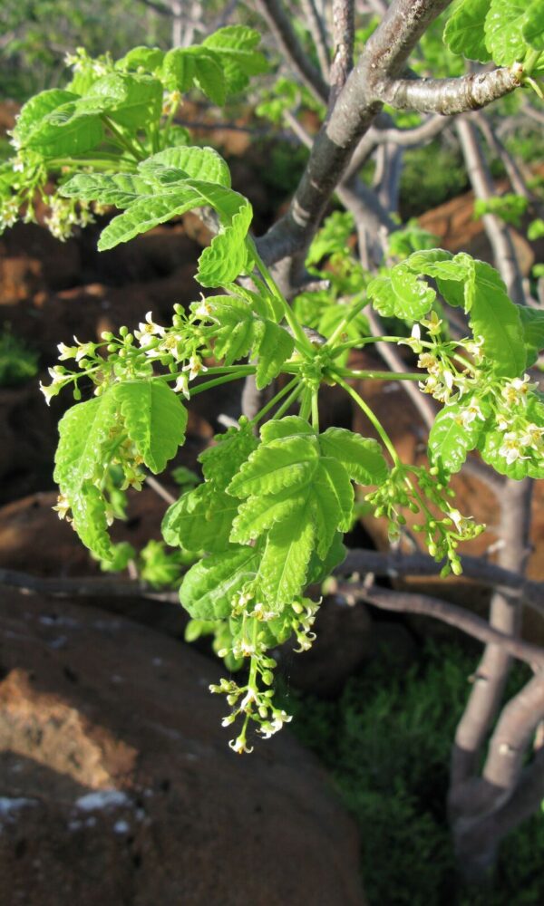 Trees as Medicine 600x1000