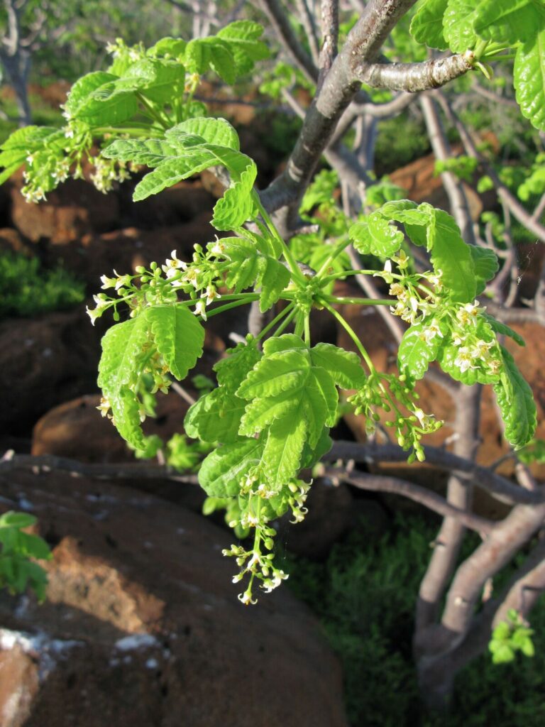 Trees as Medicine
