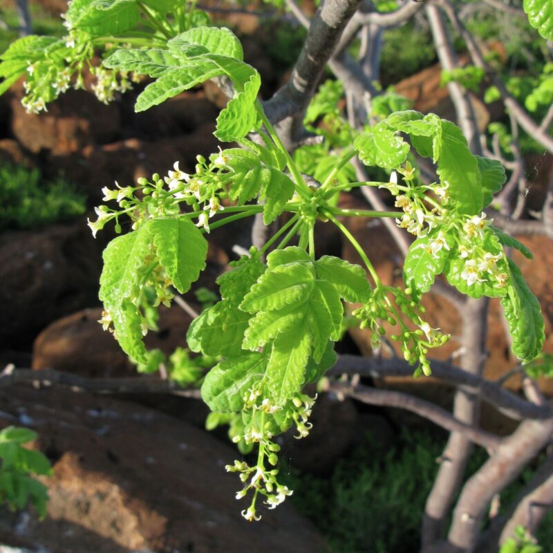 Trees as Medicine Trees as Medicine