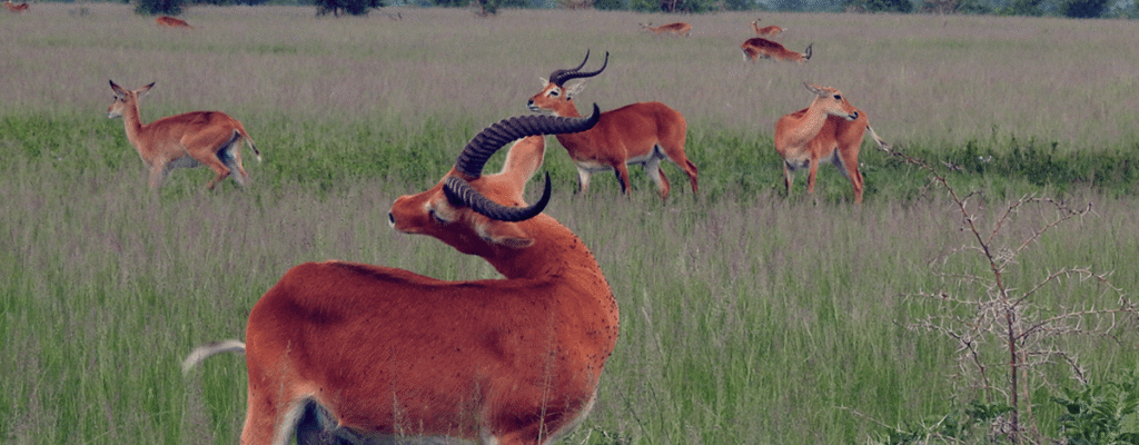 Uganda Safaris for Solo Travellers Uganda Safaris for Solo Travellers