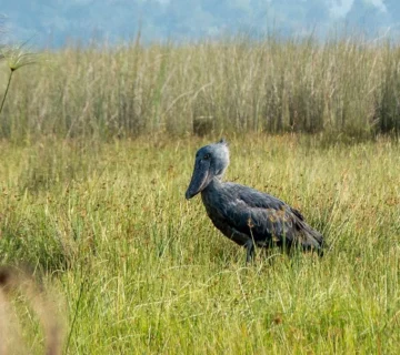 Mabamba Swamp: Uganda's Shoebill Capital