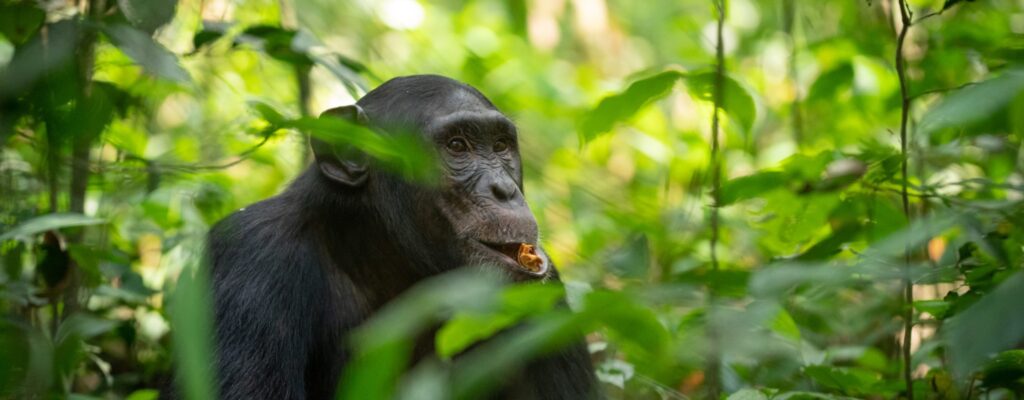 What to Pack for Chimpanzee Tracking in Uganda2