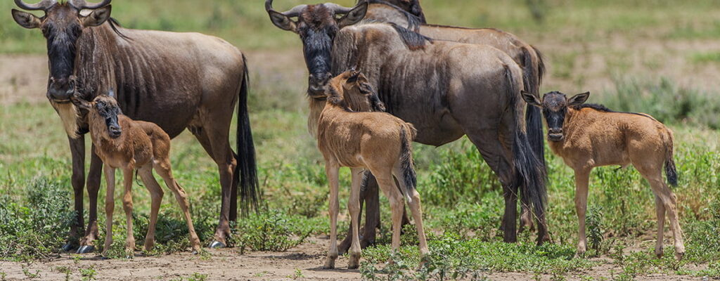 Wildebeest Calving Season