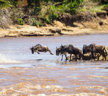 Wildlife safari Kenya, how to avoid overpaying for safari tours