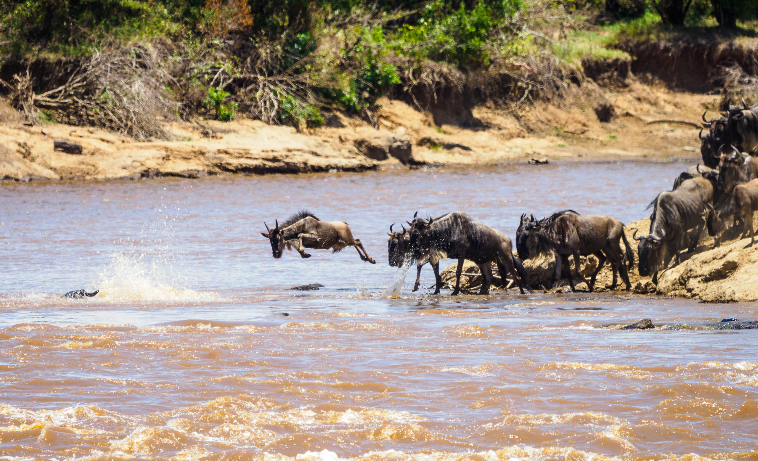 Wildebeest migration, exploring Masai Mara, Serengeti and gorillas