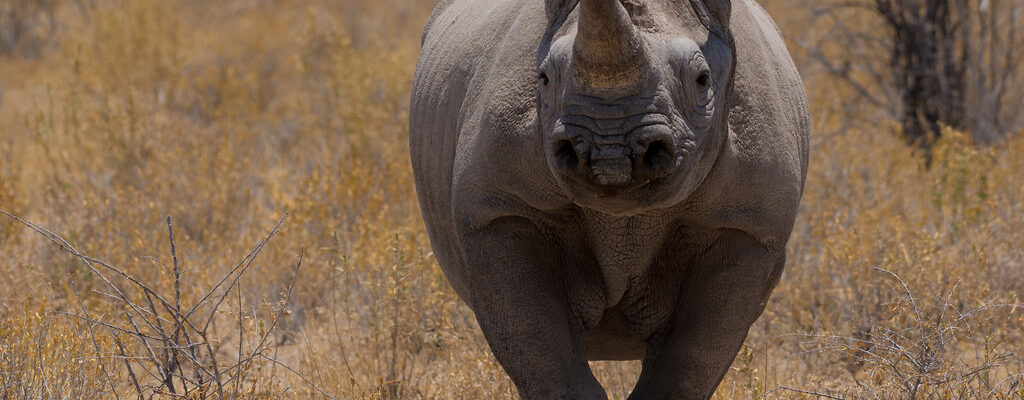 Wildlife Safaris4